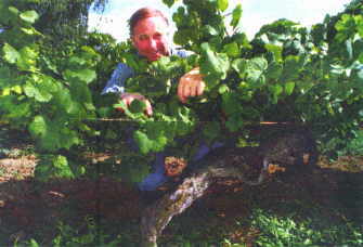 im uralten Traminer-Wingert